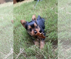 Yorkelties-Yorkshire Terrier Mix Puppy for sale in APEX, NC, USA