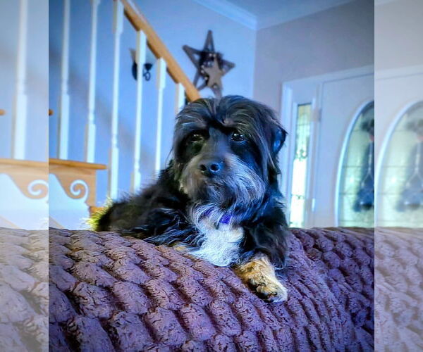 Medium Photo #1 Mutt Puppy For Sale in Rustburg, VA, USA