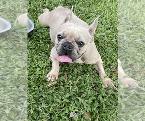 Father of the French Bulldog puppies born on 02/07/2023