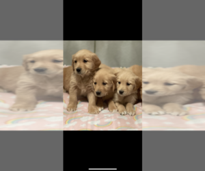 Golden Retriever Puppy for sale in SOAP LAKE, WA, USA