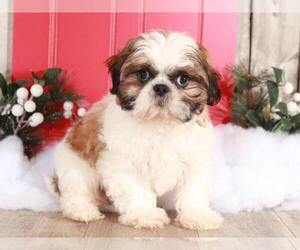 Shih Tzu Puppy for sale in MOUNT VERNON, OH, USA