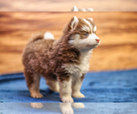 Small Photo #5 Pomsky Puppy For Sale in TAMPICO, IL, USA