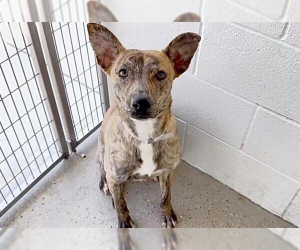 Medium Photo #2 Plott Hound-Unknown Mix Puppy For Sale in Houston, TX, USA