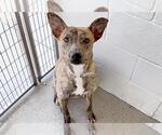 Small #1 Plott Hound Mix