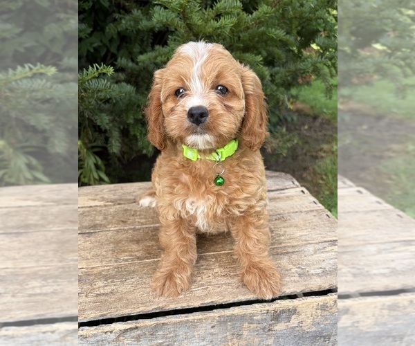 Medium Photo #4 Cockapoo (Miniature) Puppy For Sale in MIDDLEBURY, IN, USA