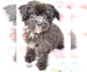 ShihPoo Puppy for sale in SAINT CLOUD, FL, USA