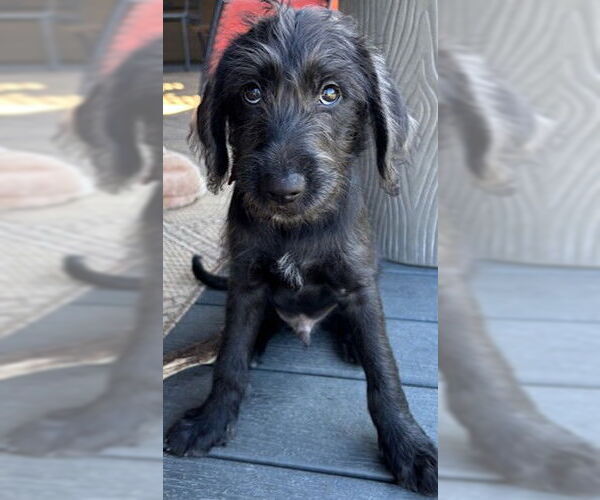 Medium Photo #1 Retriever -Unknown Mix Puppy For Sale in Cuba, NY, USA