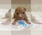 Small #2 American Bully