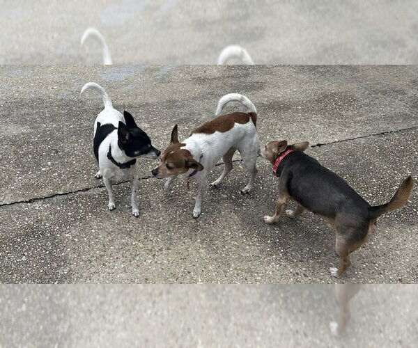 Medium Photo #4 Rat Terrier Puppy For Sale in Atlanta, GA, USA
