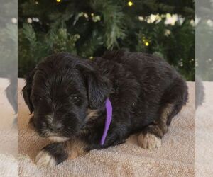 Bernedoodle (Miniature) Puppy for sale in NEW HOLLAND, PA, USA