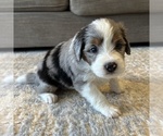 Puppy 6 Australian Mountain Dog