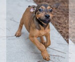 Small #2 Mutt