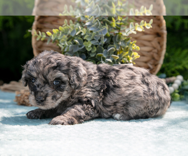 Medium Photo #5 Miniature Bernedoodle Puppy For Sale in BREMEN, IN, USA