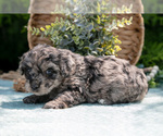 Small #4 Miniature Bernedoodle