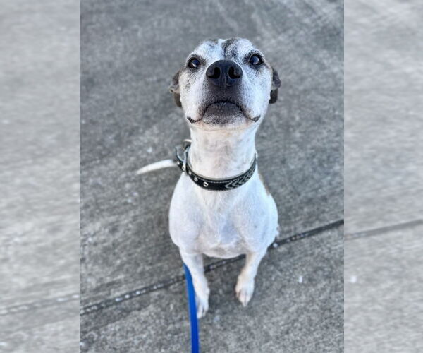 Medium Photo #3 Boxer-Unknown Mix Puppy For Sale in Evansville, IN, USA