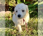 Small #7 Goldendoodle