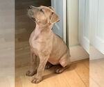 Small #4 Mutt