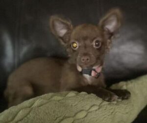 Chihuahua Puppy for sale in ALLEN, TX, USA