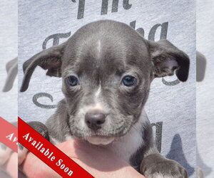Feist Terrier-Italian Greyhound Mix Dogs for adoption in Huntley, IL, USA