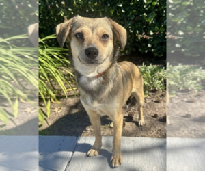 Beagle-Unknown Mix Dogs for adoption in Newport Beach, CA, USA