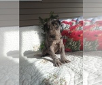 Small Photo #1 Great Dane Puppy For Sale in SHIPSHEWANA, IN, USA