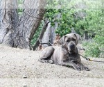 Small Photo #2 Cane Corso Puppy For Sale in PALMDALE, CA, USA