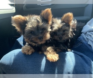 Yorkshire Terrier Puppy for sale in LAS VEGAS, NV, USA