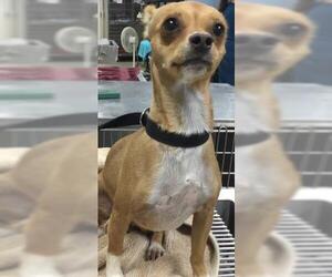 Chihuahua Dogs for adoption in Riverside, CA, USA