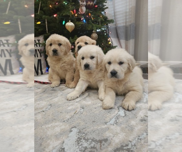 Medium Photo #9 English Cream Golden Retriever Puppy For Sale in ELVERTA, CA, USA