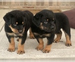Small Photo #9 Rottweiler Puppy For Sale in MOUNT ORAB, OH, USA