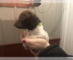 Small Photo #3 German Shorthaired Pointer Puppy For Sale in PERRY, KS, USA