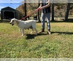 Small Photo #1 Labrador Retriever Puppy For Sale in NEOLA, WV, USA