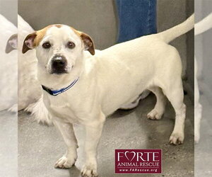 Carlos - Male Jack-A-Bee Dog for Adoption - Photo #2