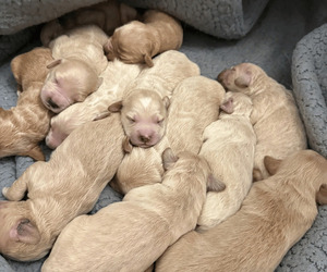 English Cream Golden Retriever-Poodle (Toy) Mix Litter for sale in SAINT AUGUSTINE, FL, USA