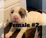 Small Photo #4 Olde English Bulldogge Puppy For Sale in ROCHESTER, NY, USA