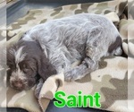 Small #2 Wirehaired Pointing Griffon
