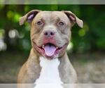 Small #1 American Bulldog Mix