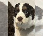 Small Photo #3 Cocker Spaniel Puppy For Sale in COLBERT, GA, USA