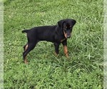 Small Doberman Pinscher