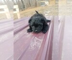 Small Photo #3 Pomeranian-Poodle (Toy) Mix Puppy For Sale in SPENCER, TN, USA