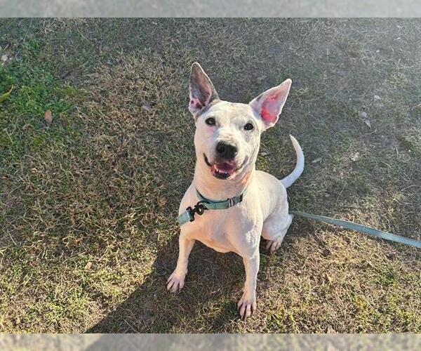 Medium Photo #1 American Pit Bull Terrier-Unknown Mix Puppy For Sale in Ocala, FL, USA