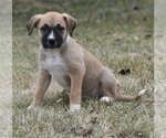 Small Photo #3 Bullboxer Pit Puppy For Sale in Mechanicsburg, PA, USA