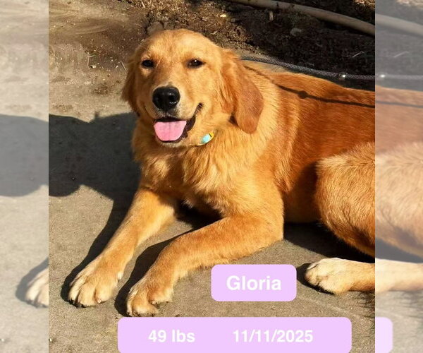 Medium Photo #4 Golden Retriever Puppy For Sale in West Hollywood, CA, USA