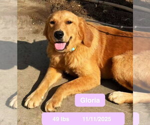 Gloria - Female Golden Retriever Dog for Adoption - Photo #4