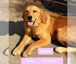 Small Photo #4 Golden Retriever Puppy For Sale in West Hollywood, CA, USA