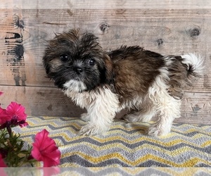 Shih Tzu Puppy for sale in VERMONTVILLE, MI, USA