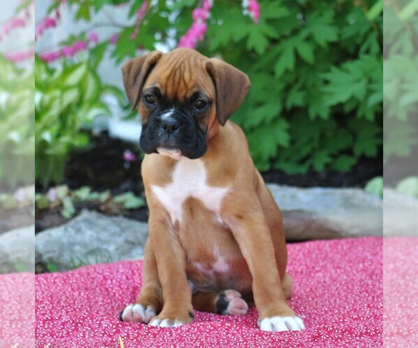 Medium Photo #1 Boxer Puppy For Sale in MYERSTOWN, PA, USA