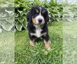 Puppy Magnolia Bernese Mountain Dog