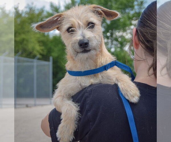 Medium Photo #6 Chiweenie Puppy For Sale in Huntley, IL, USA