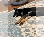 Small Photo #4 German Shepherd Dog Puppy For Sale in New Hill, NC, USA
